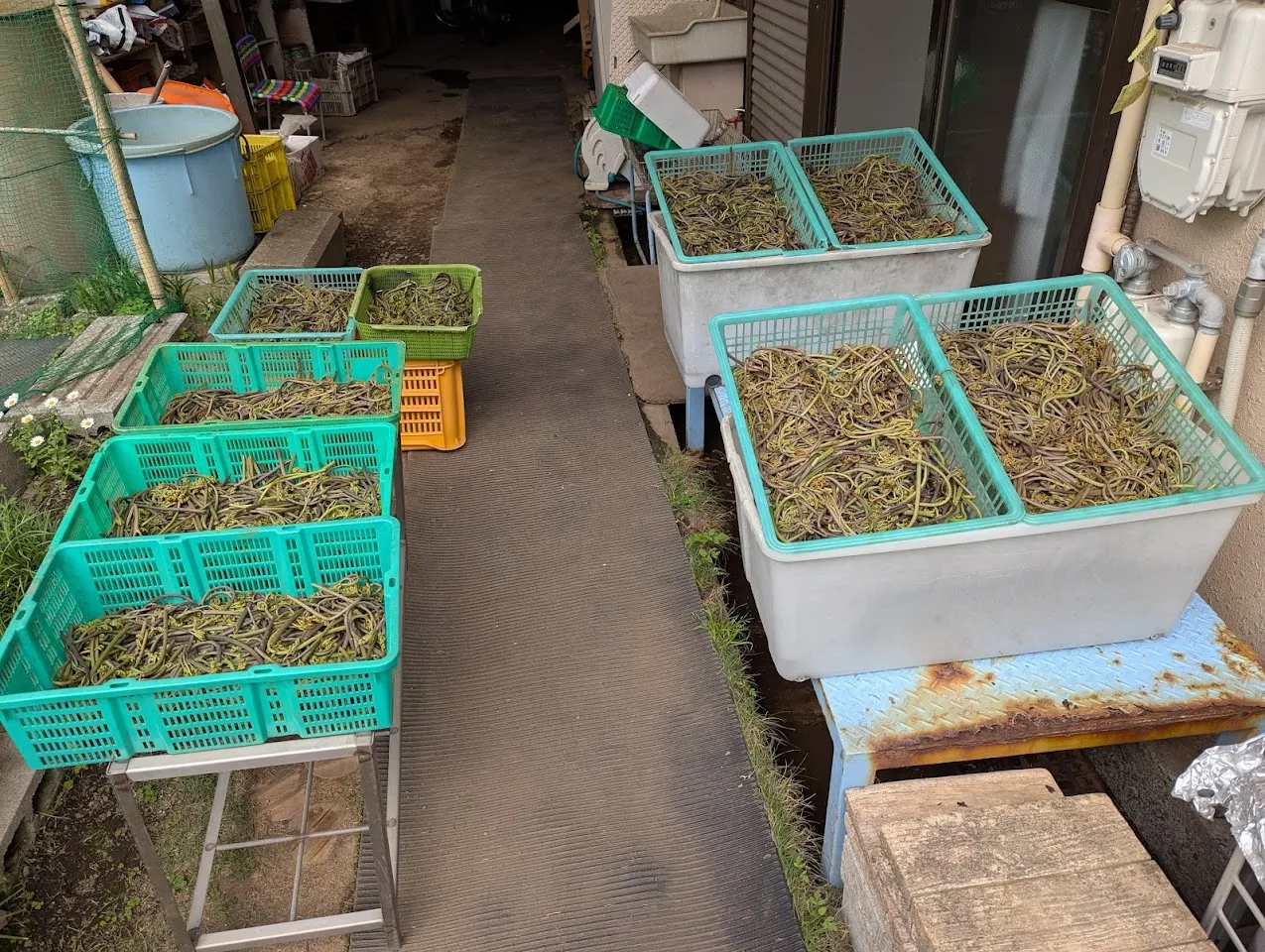 韓国家庭料理 順菜